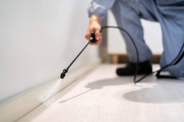 Professional exterminator conducting IPM assessment in Bullhead City
